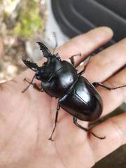 Neolucanus perarmatus