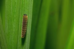 Rhadinoceraea micans