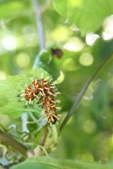 Kaniska canace nojaponicum