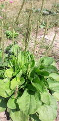 Plantago major