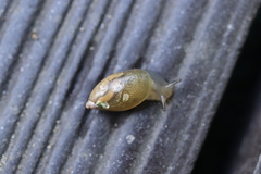Oxyloma hirasei
