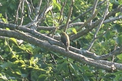 Piranga olivacea
