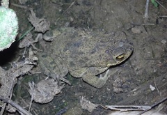 Rhinella humboldti