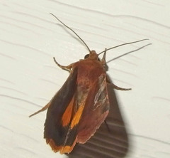 Cryptocala acadiensis