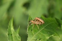 Lixus acutipennis