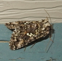 Syngrapha alias