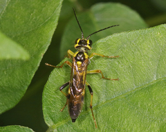 Tenthredo verticalis