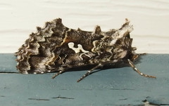 Syngrapha alias