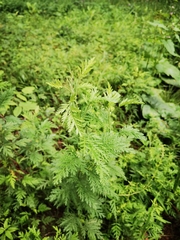 Artemisia gmelinii