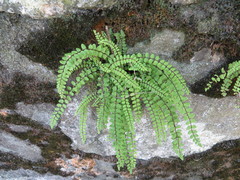 Asplenium trichomanes