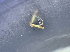 Caloptilia superbifrontella