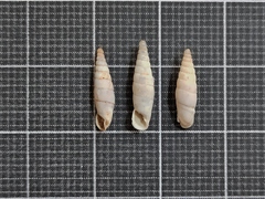 Cristataria elonensis