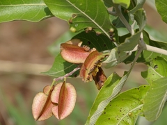 Combretum glutinosum