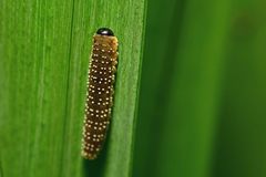 Rhadinoceraea micans