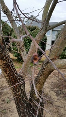 Diospyros virginiana
