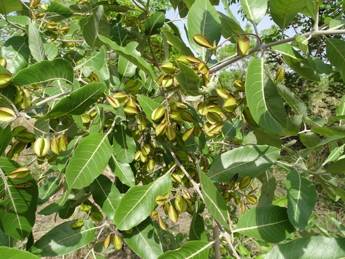 Combretum glutinosum Perr. ex DC.