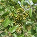 Combretum glutinosum - Photo (c) AMADOU BAHLEMAN FARID, some rights reserved (CC BY-NC), uploaded by AMADOU BAHLEMAN FARID