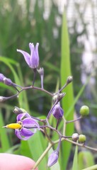 Solanum dulcamara