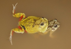 Pleurodema brachyops