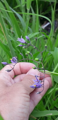 Solanum dulcamara