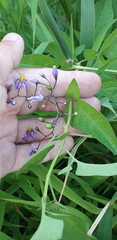 Solanum dulcamara