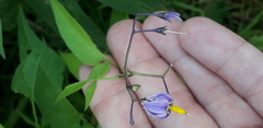Solanum dulcamara