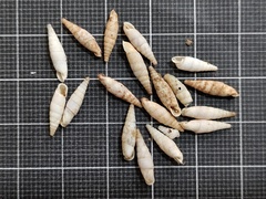 Cristataria elonensis