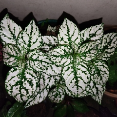 Hypoestes