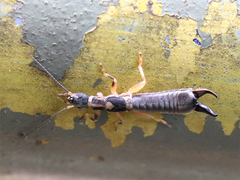Cranopygia