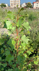 Populus nigra