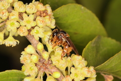 Scaptotrigona xanthotricha