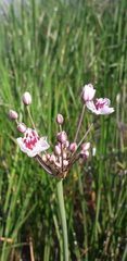 Butomus umbellatus