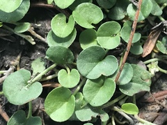 Dichondra donelliana