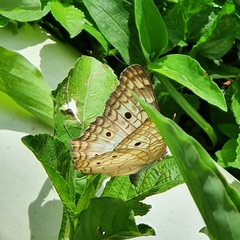 Anartia jatrophae