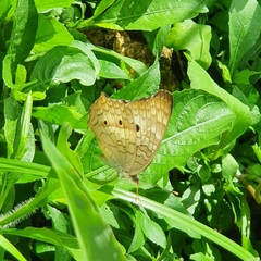 Anartia jatrophae