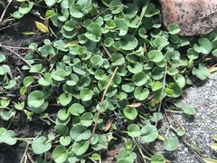 Dichondra donelliana