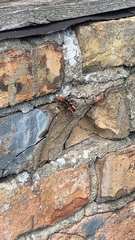 Vanessa atalanta atalanta