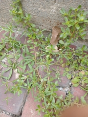 Portulaca oleracea