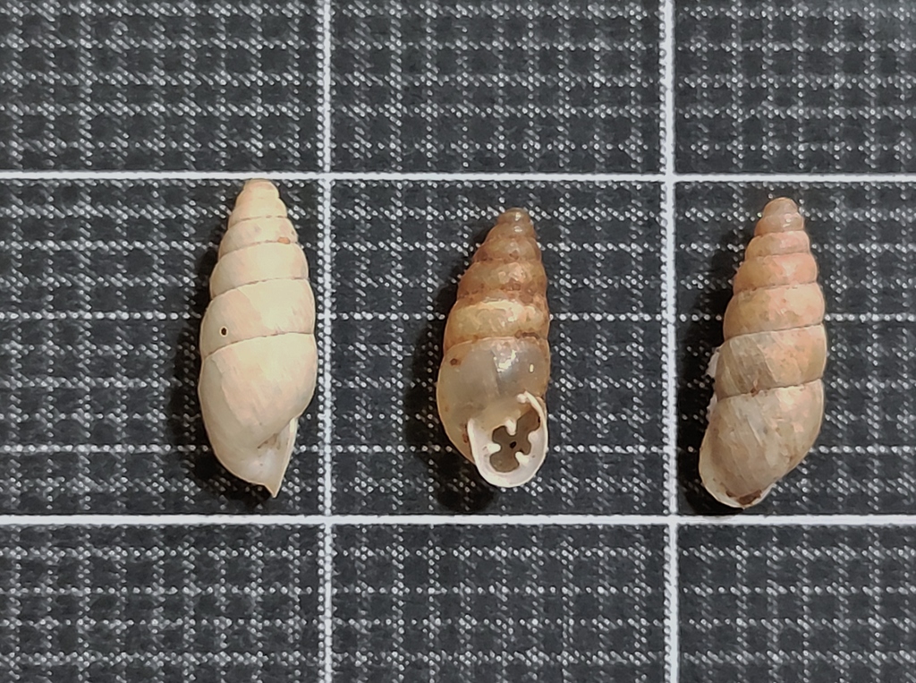 Euchondrus michonii