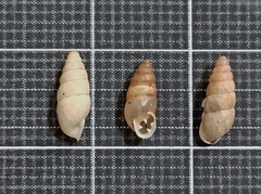 Euchondrus michonii