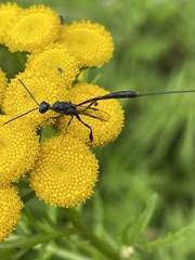 Gasteruption caucasicum