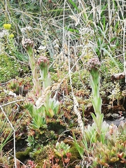 Sempervivum