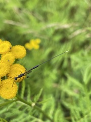 Gasteruption caucasicum