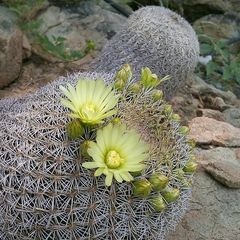 Coryphantha recurvata recurvata