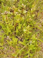 Gentianella aurea