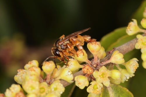 Brazilian Robust-Stingless bee photo 3