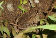 Leptodactylus insularum