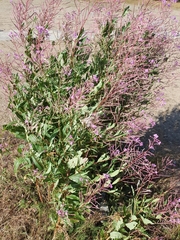 Chamaenerion angustifolium