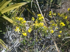Hypericum microsepalum