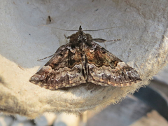 Hypena palparia